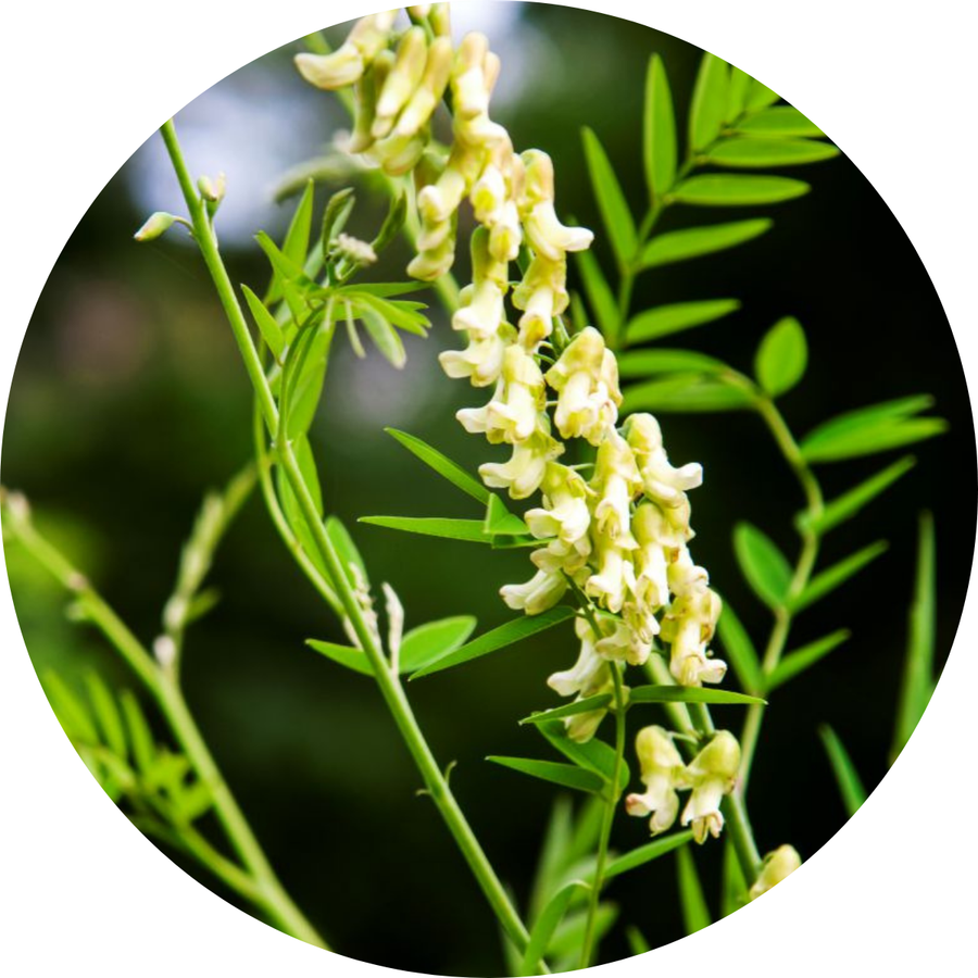 Sophora Flavescens Root Extract