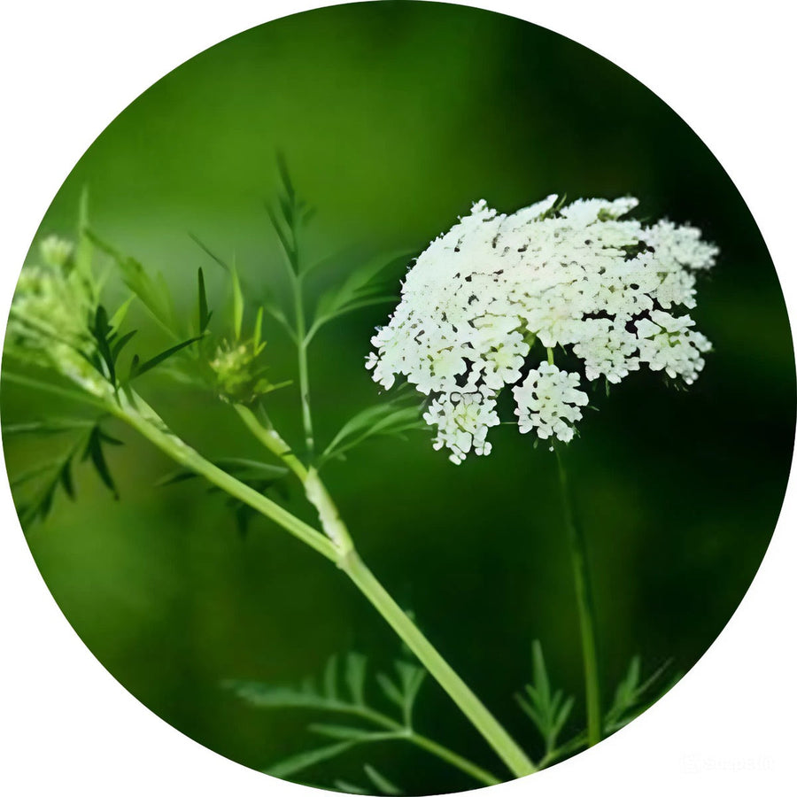 Cnidium Monnieri Extract