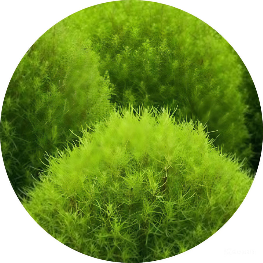 Kochia Scoparia Fruit Extract