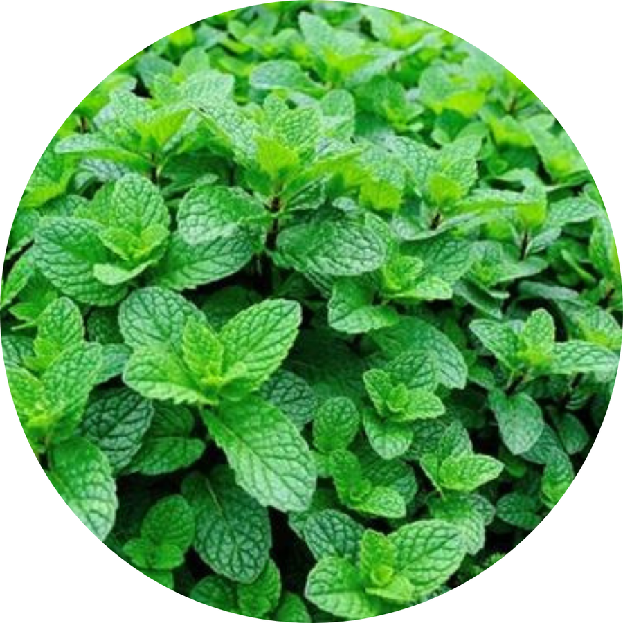 Menthol & Camphor