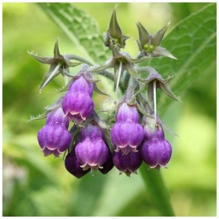 Comfrey Extract